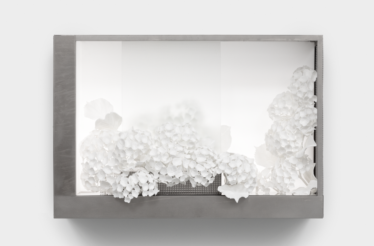 ImageLayer_TheWhitePicketFence.tif (Hydrangea)